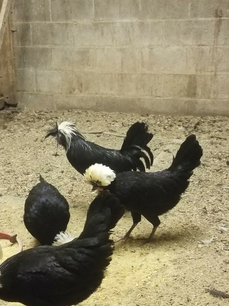 White Crested Black Polish Hatching Eggs - Chicken