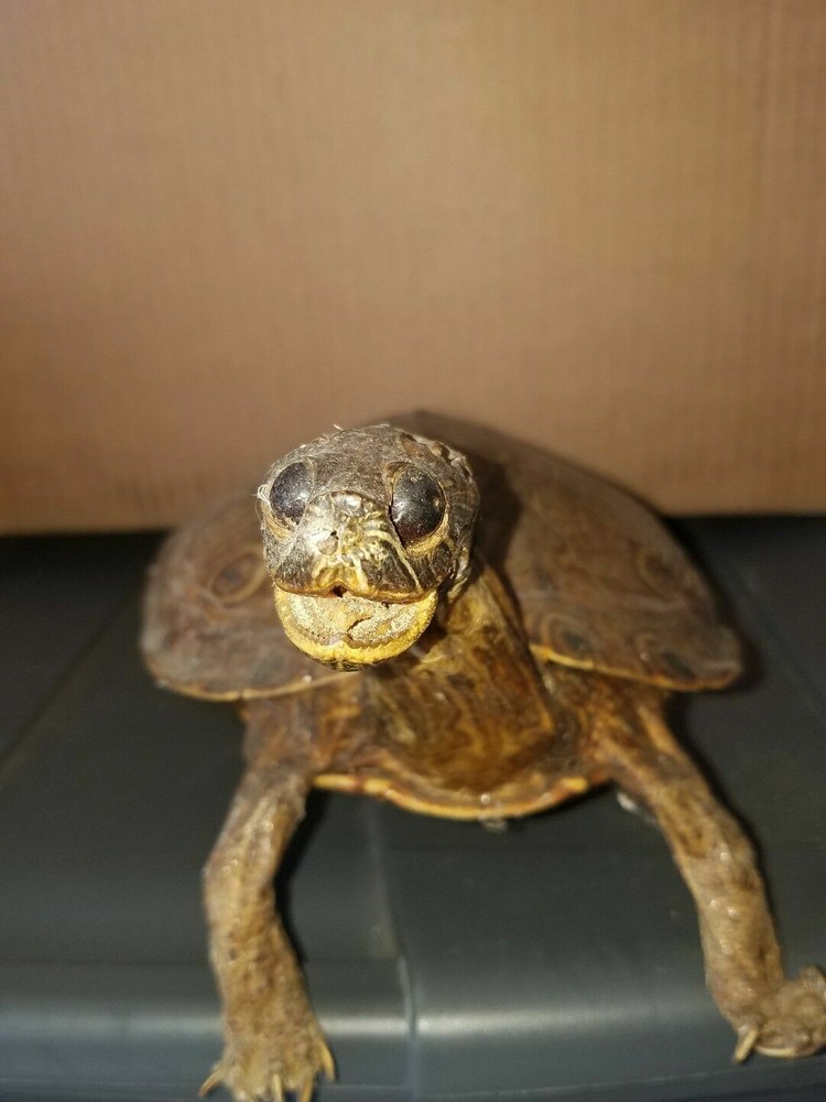 Awesome real turtle taxidermy.