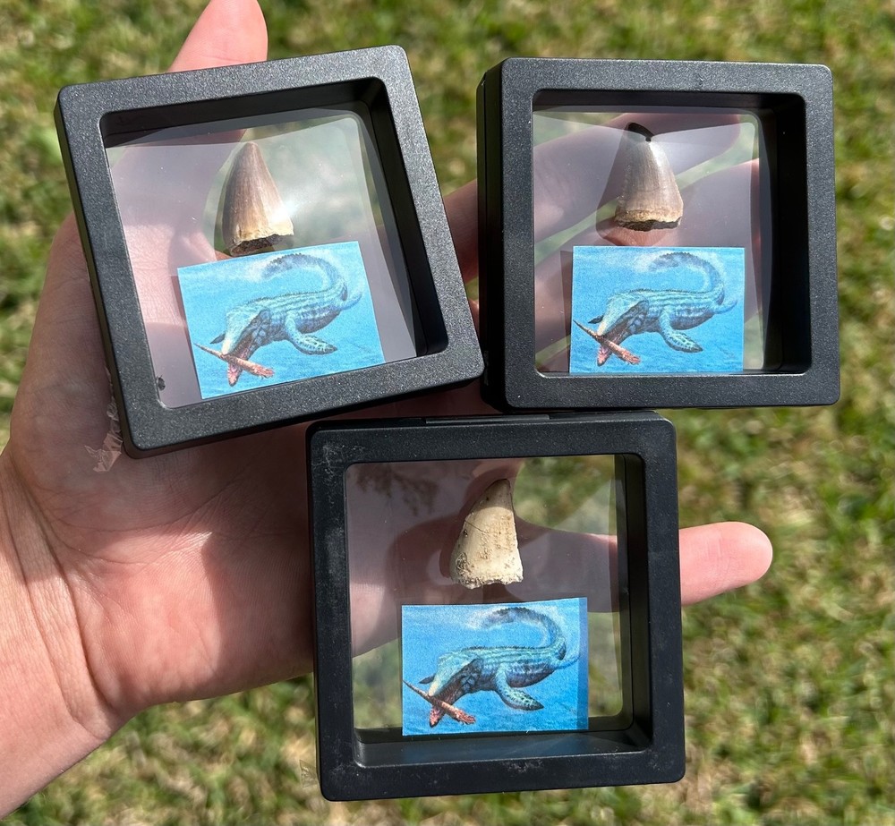 Fossil Mosasaur Tooth in Floating Display Case ONE PER PURCHASE Morocco Dinosaur