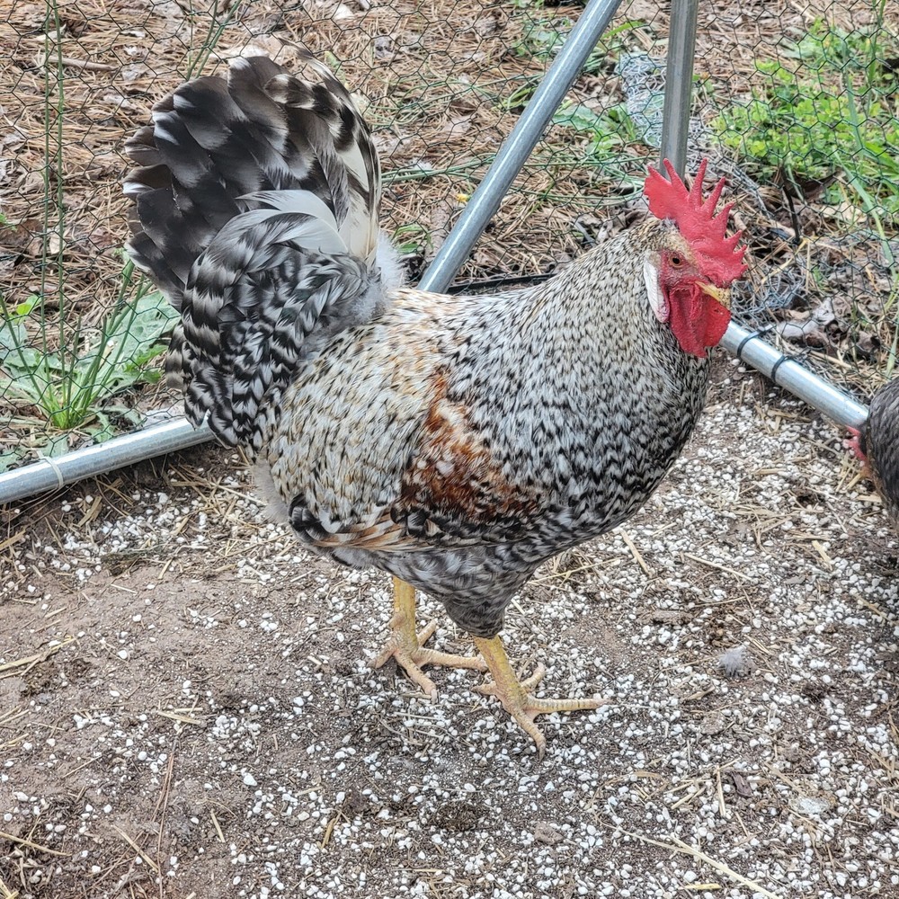 12 + Crest Cream Legbar Hatching Eggs