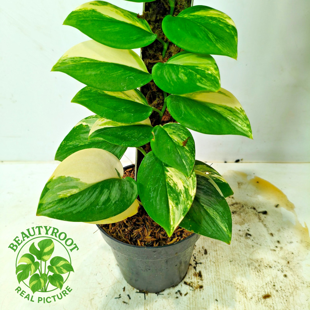 Real Picture Scindapsus Rubicon Variegated