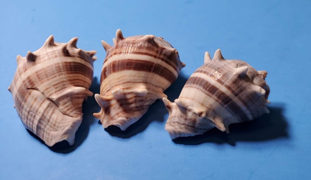 3-MELONGQUA BISPINOSA SEA SHELLS.