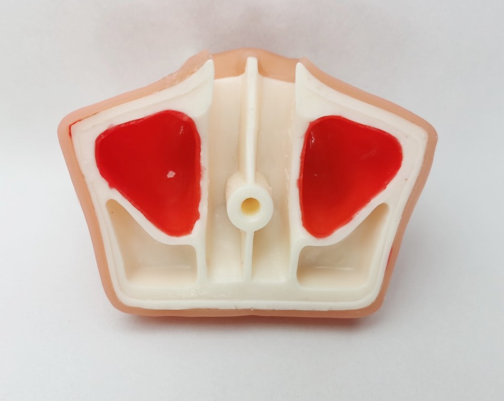 Dental Maxillary Sinus Lift Model Typodont Practice Model Show