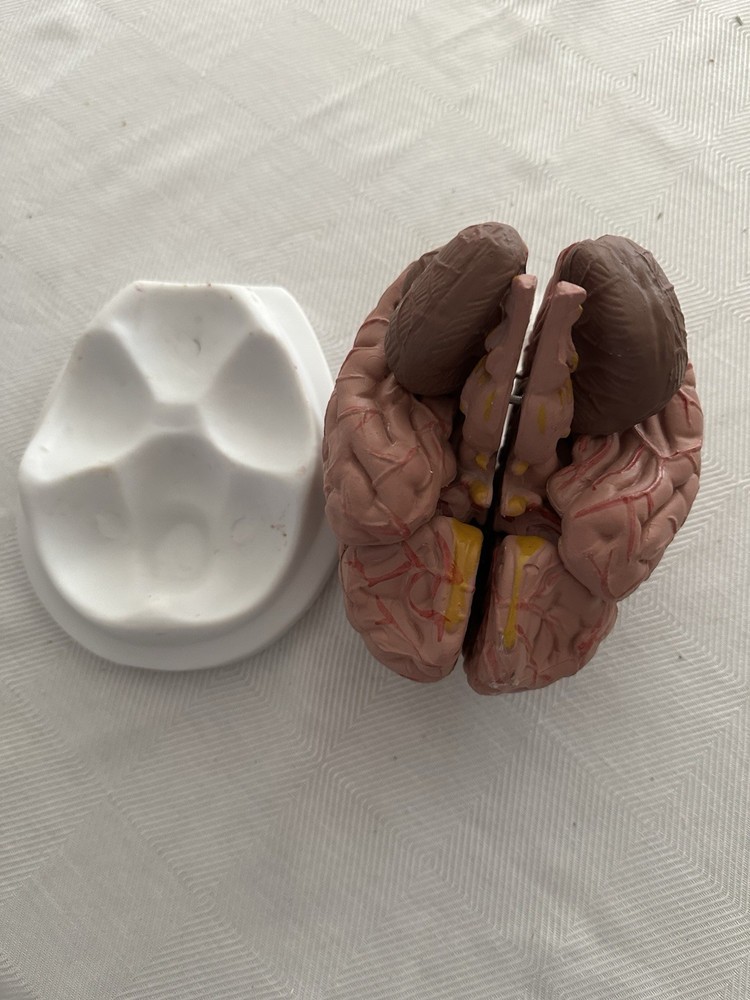 Human Brain Multi-Part Anatomical Model Educational Medical Teaching Aid