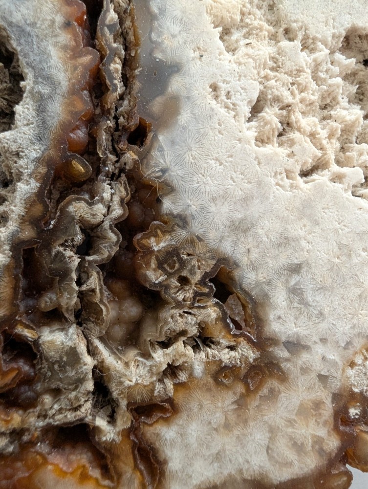 coral slab brown white multi-textured natural