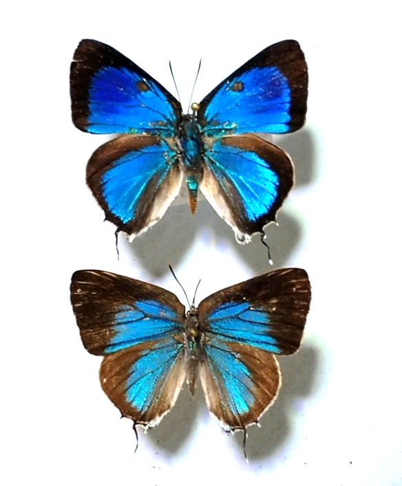 lycaeniidae PAIR parhassius moctezuma unmounted