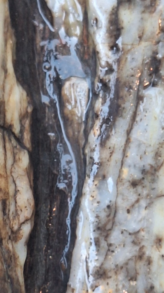 petrified wood log