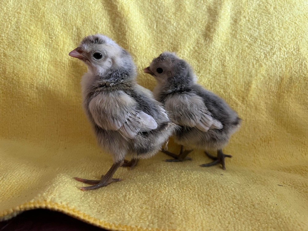 10 + Silver Appenzeller Spitzhauben Hatching Eggs