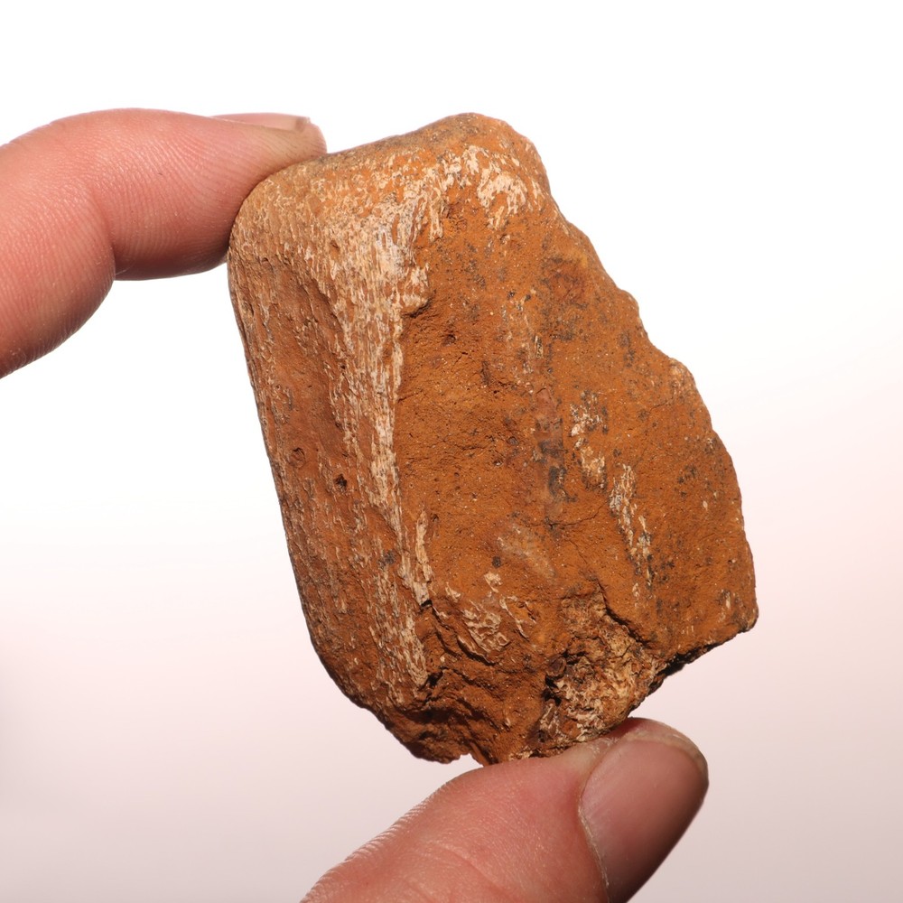 Dinosaur Vertebrae Process - Very Nice Fossil - Hell Creek Formation Cretaceous
