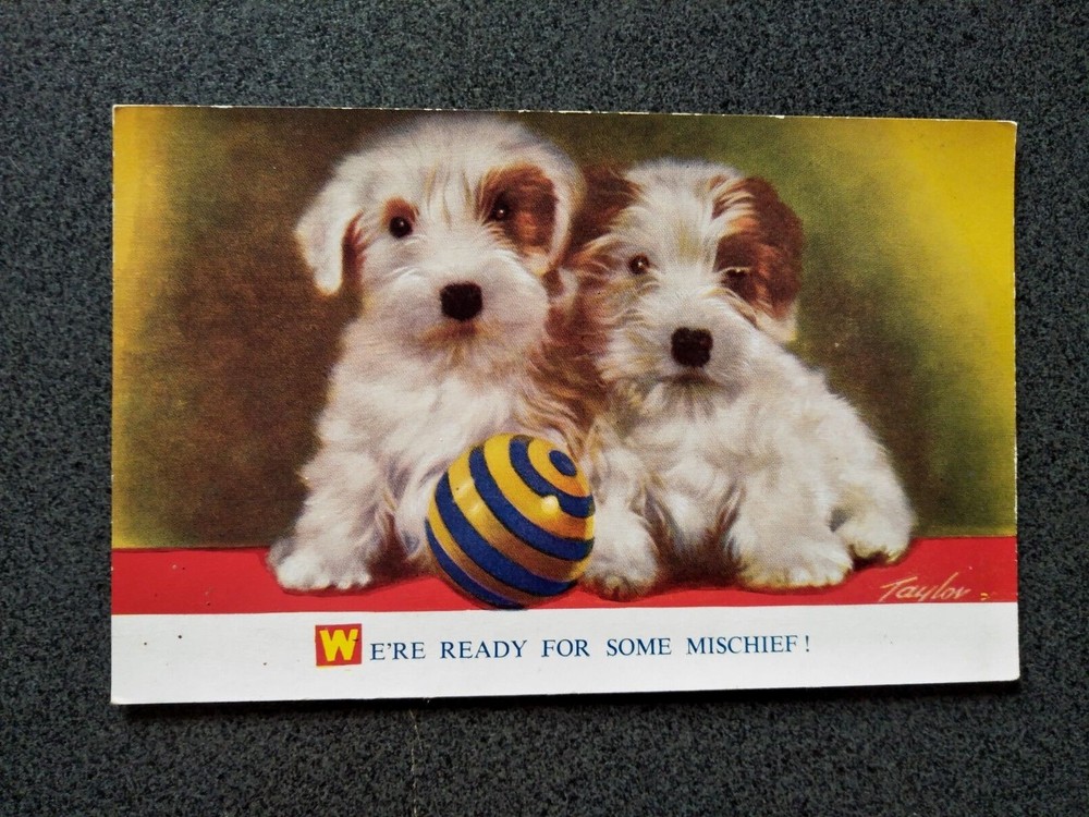 BAMFORTH TWO SCOTTIE DOGS POSTCARD