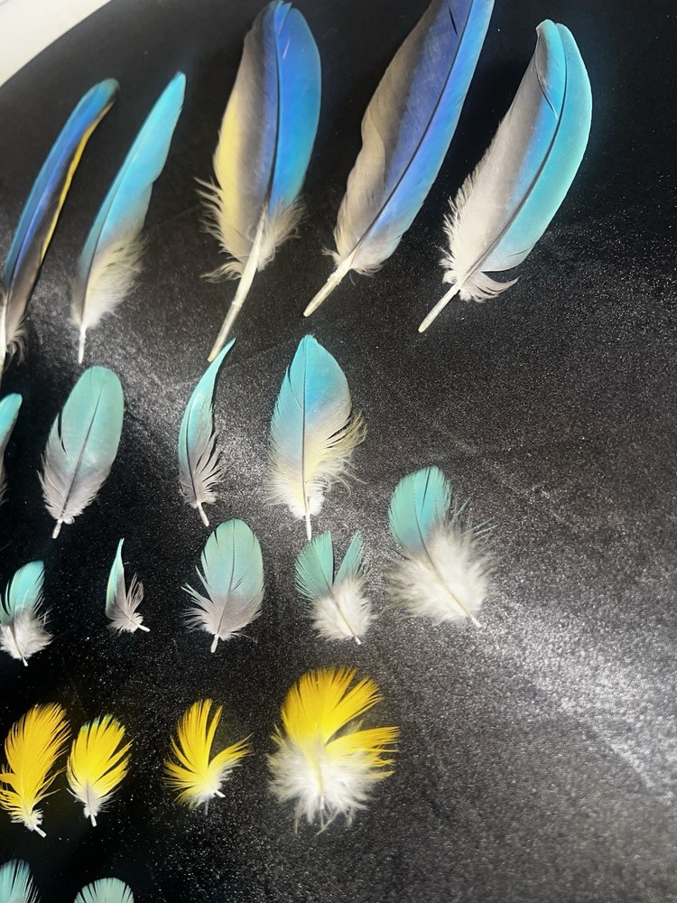 Gorgeous blue and gold macaw feathers