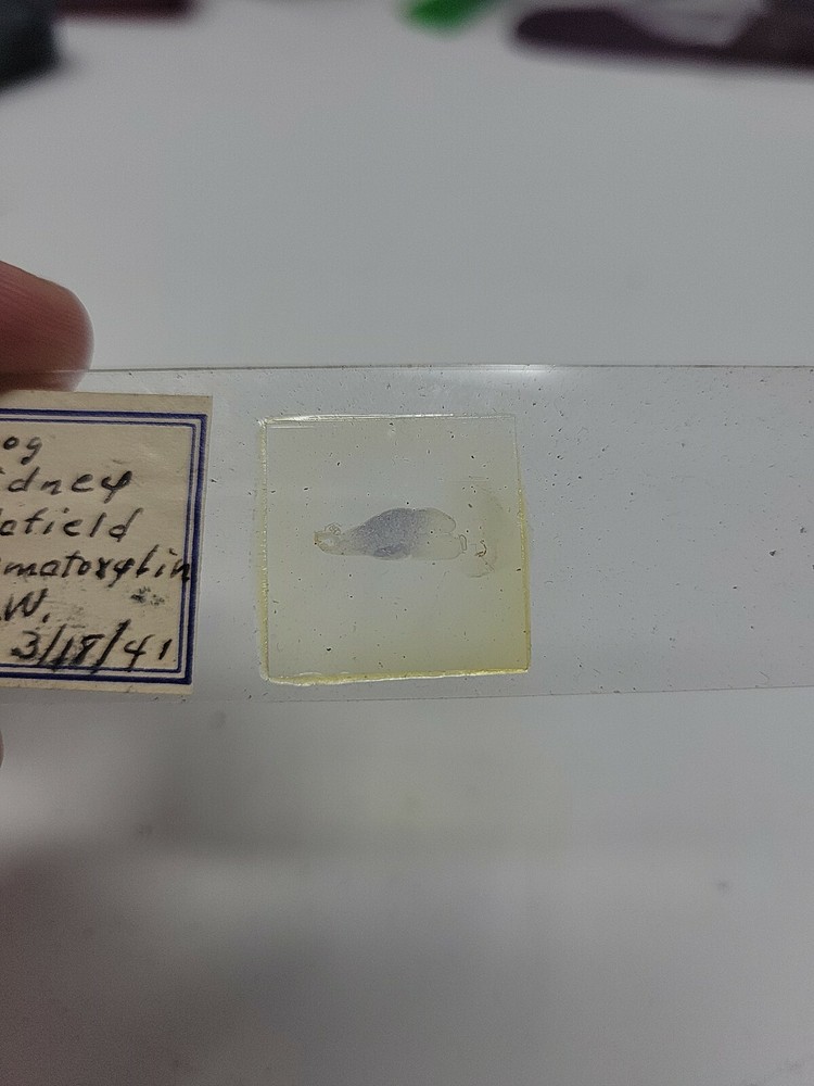 Vintage Microscope Slide 1941