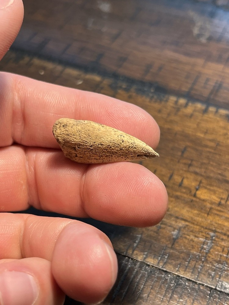 Giant Turtle Claw Dinosaur Age Fossil Hell Creek Form ND