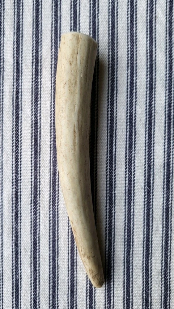 Black Powder Measure Deer Antler 25 grain muzzleloader