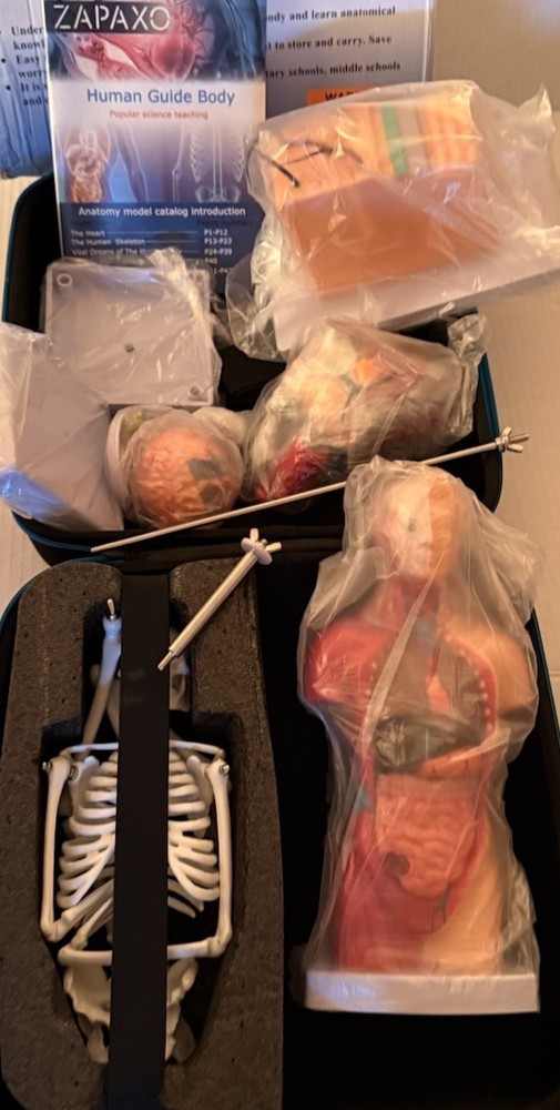 Human Anatomy Science Education Model Set
