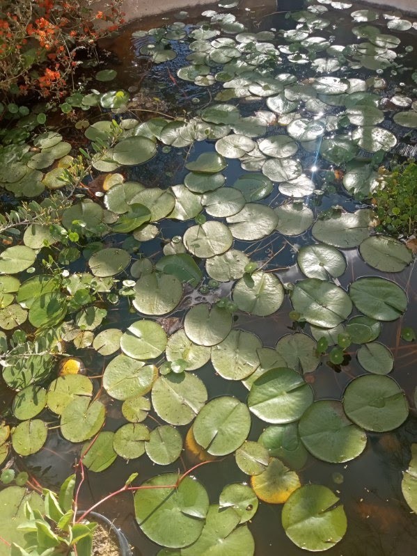 Water Lily Plants/ Rhizomes