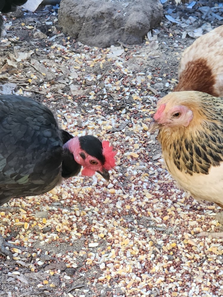 Bantam mystery egg Hatch 18 eggs