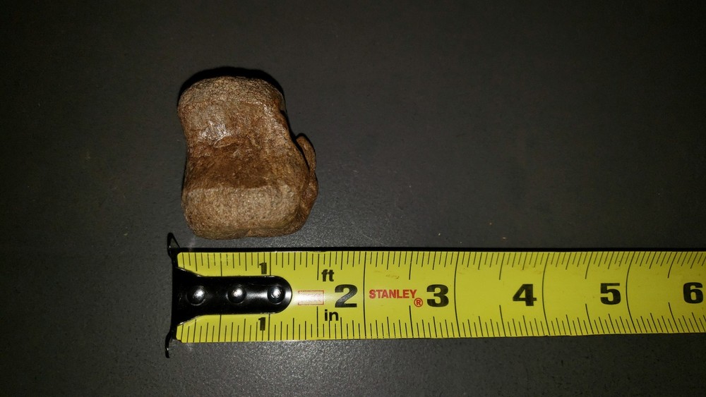 Thescelosaurus Vertebra Dinosaur Bone Authentic Hell Creek Formation Cretaceous