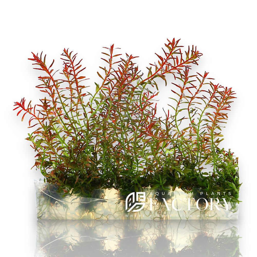 Rotala Macrandra Mini Butterfly Vitro Culture