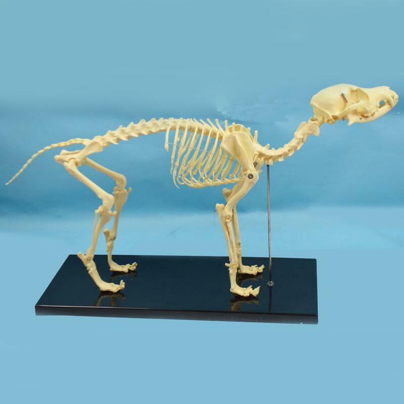 Education Model Canine Skeleton Standard Size Dog Display Lab Study Veterinary