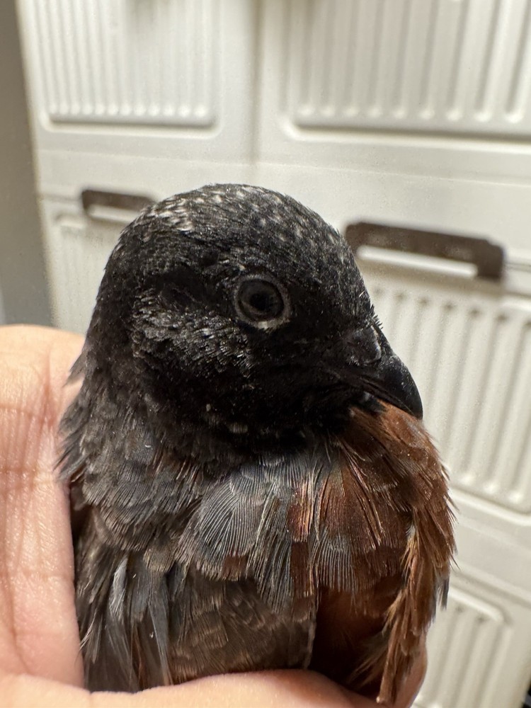 40 Button Quail Hatching Eggs Multiple Colors