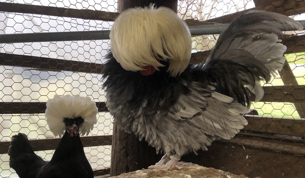 Polish Frizzle Hatching Eggs 15+ NPIP