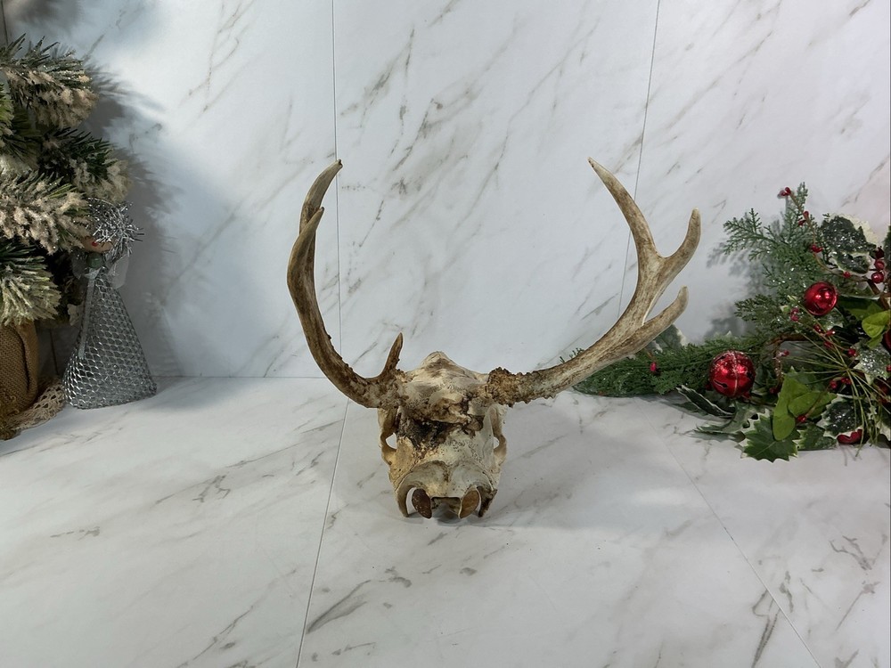 ANIMAL DEER SKULL WITH ANTLERS