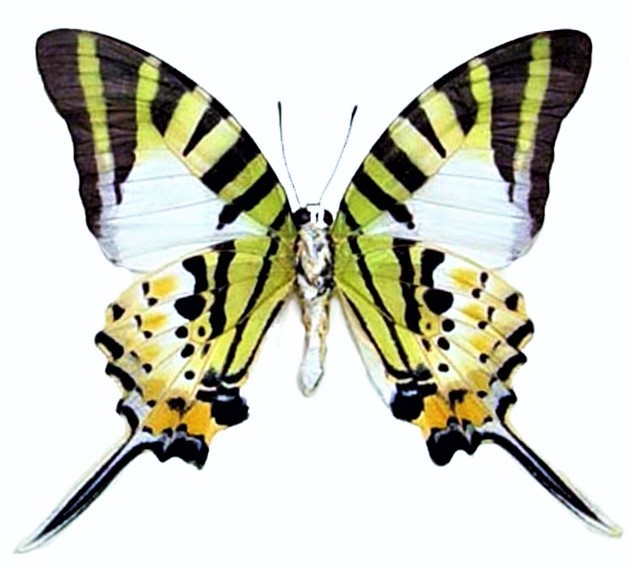 Graphium antiphates verso ONE REAL BUTTERFLY GREEN UNMOUNTED WINGS CLOSED