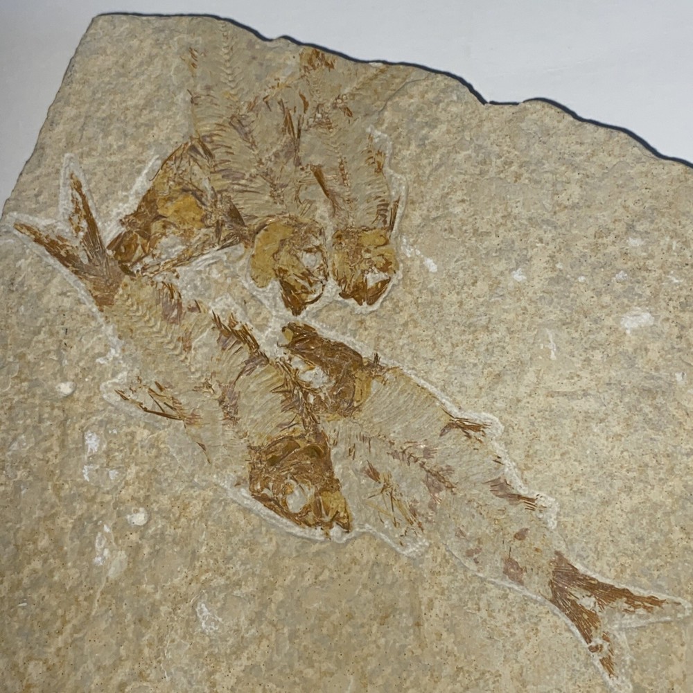 Fossil Fish Knightia (Wyoming)