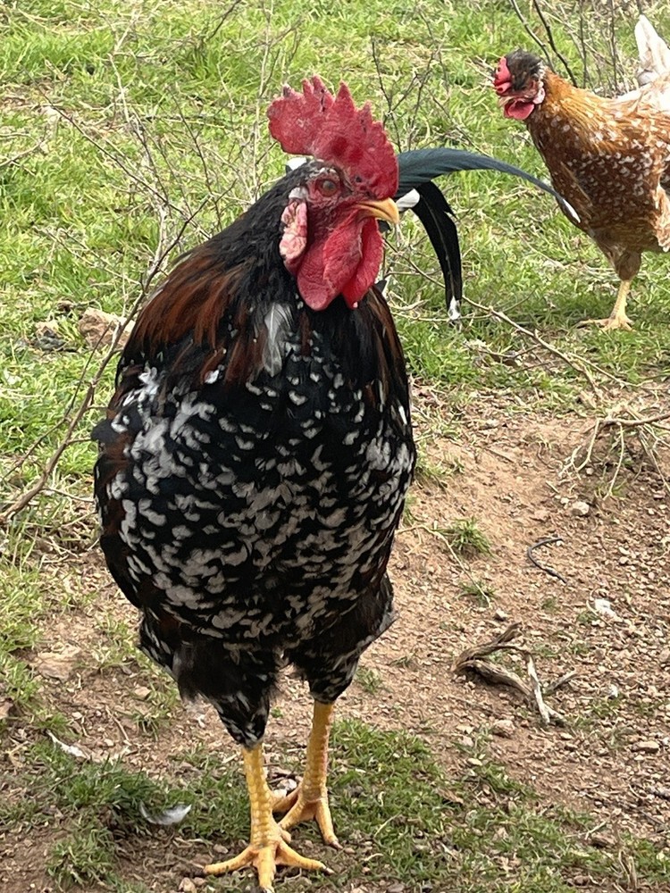 Swedish Flower Hatching Eggs NPIP 6+