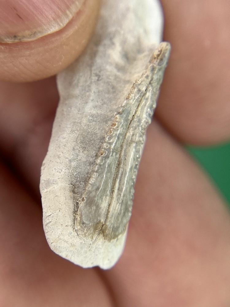 Stingray Dermal Denticle – Bone Valley, Florida Fossil