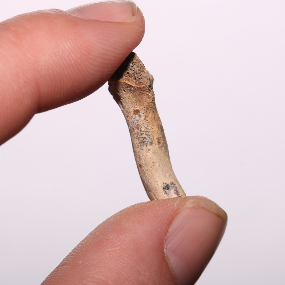 Dinosaur Age Bone Fossil - Nice Specimen - Cretaceous Hell Creek Formation