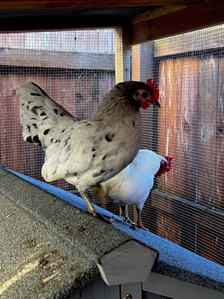 6+ Serama Teacup Chicken Hatching Eggs