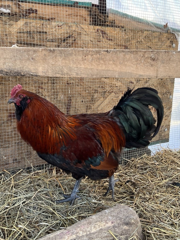 6+2 Rainbow Hatching Eggs Easter Egger Olive Egger Ameraucana Marans Priority S