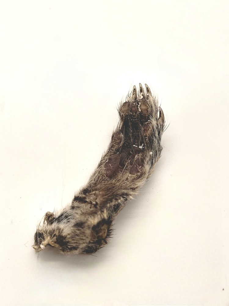 Authentic Squirrel Foot - Excellent Condition - Ethically Sourced
