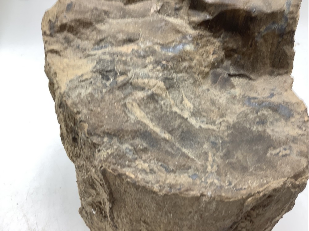 Petrified Wood 5Lbs 14oz