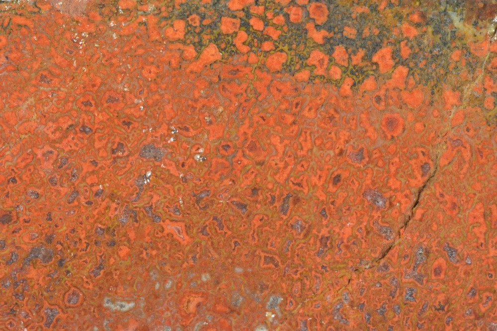 Orange Agatized Dinosaur Bone, New Mexico, 100 grams