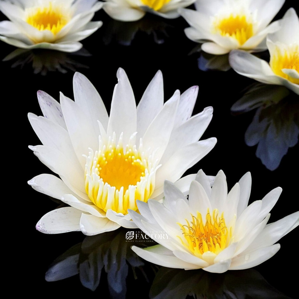 Nymphaea Colossea | White Hardy Water Lily