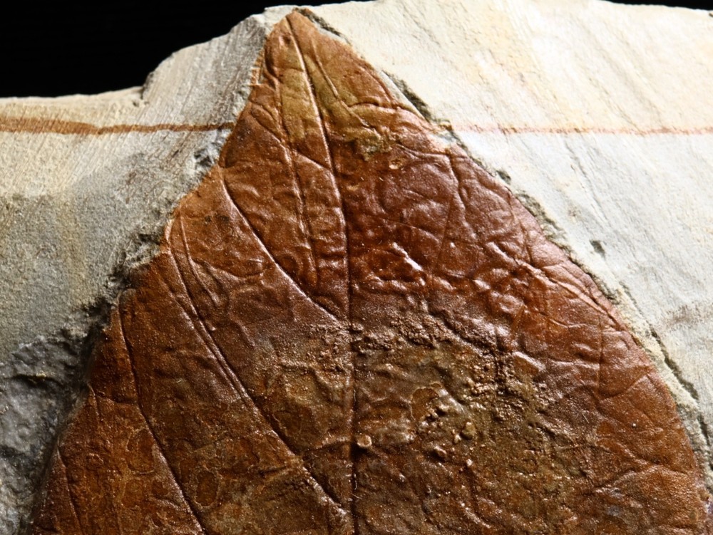 Unusual Leaf Fossil, Glendive, MT