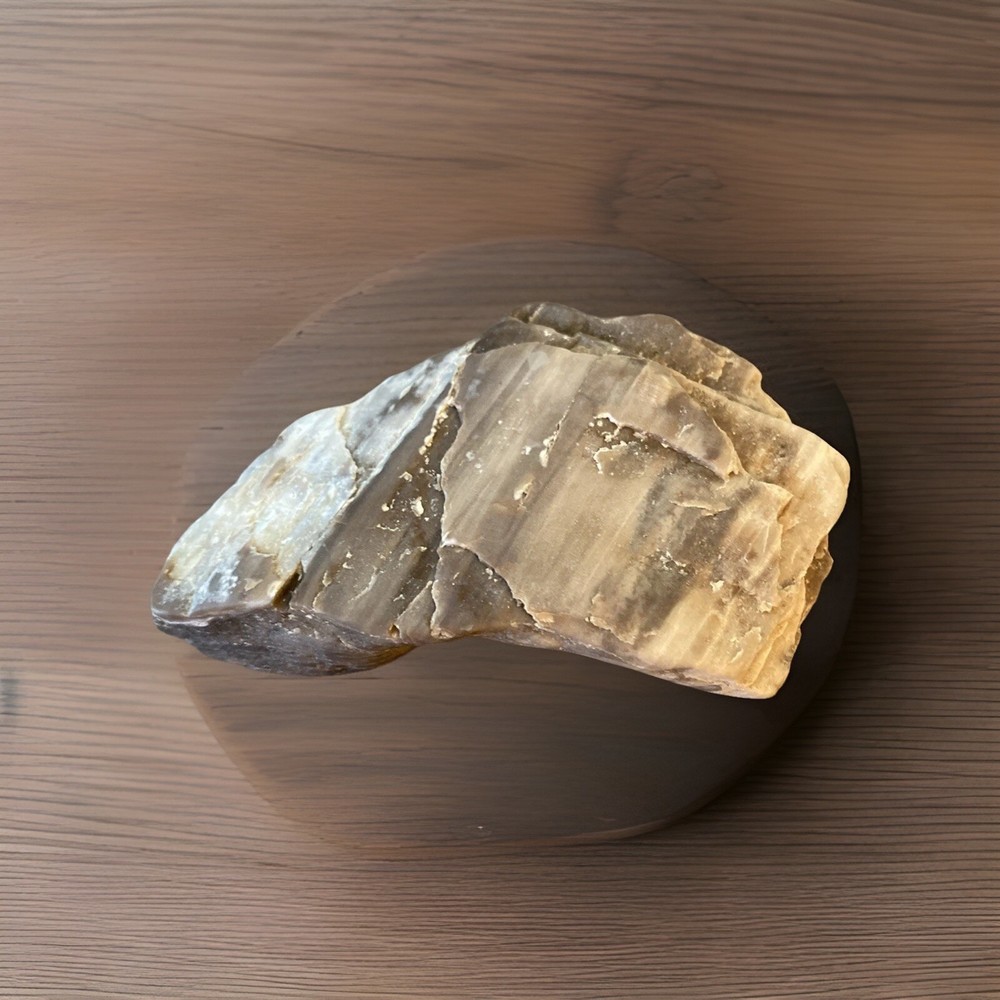Petrified Wood