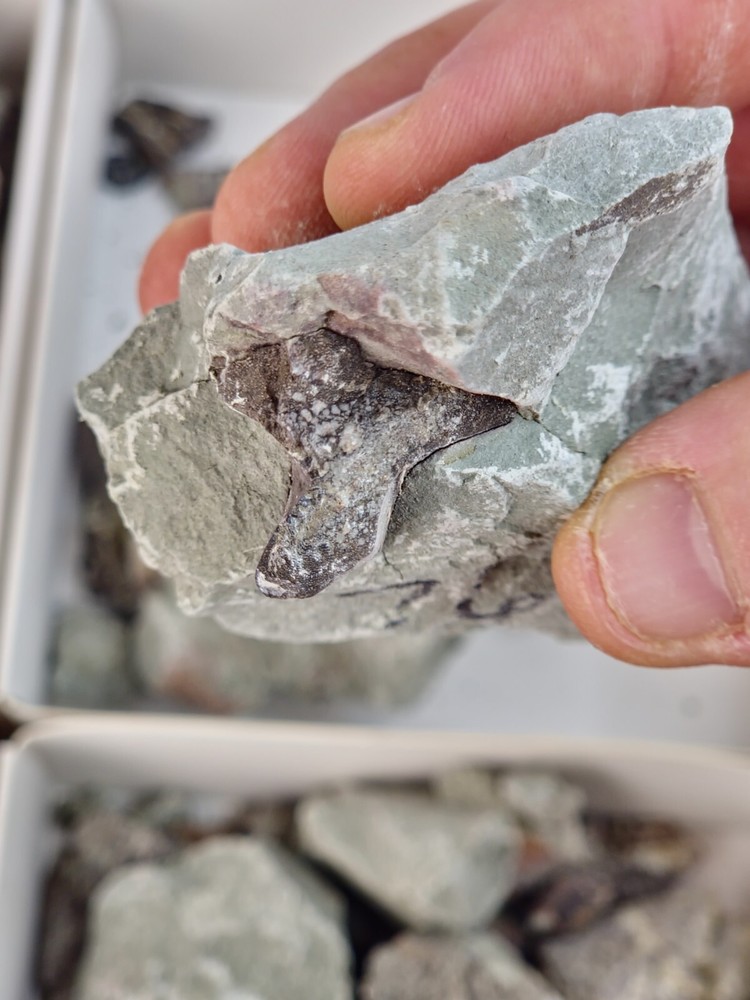 Two Medicine Formation Prep Projects - Dinosaur Bone Fossils - Teton Co., MT