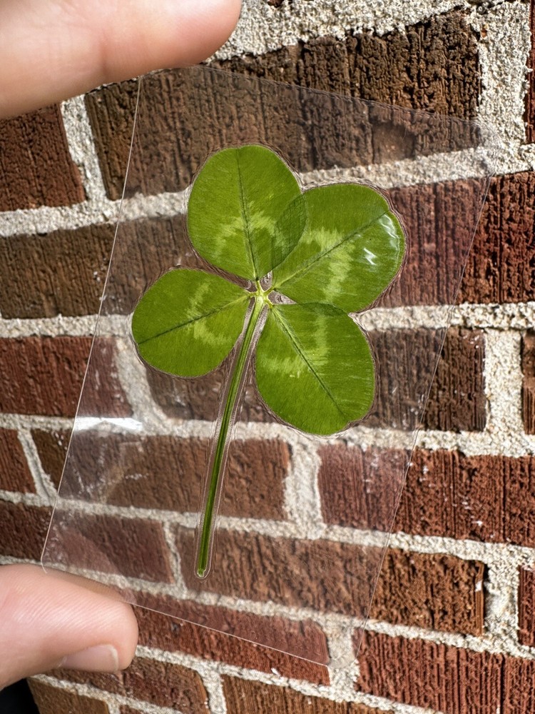Genuine Real Laminated Four Leaf Clover 🍀