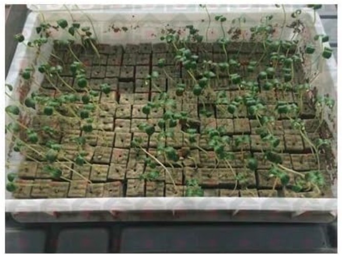 Rockwool Grow Cubes Starter Sheets for Cloning Seed Starting Hydroponic