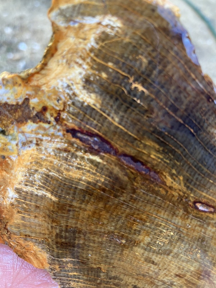 Petrified Wood Slab, One Side Covered With Urethane