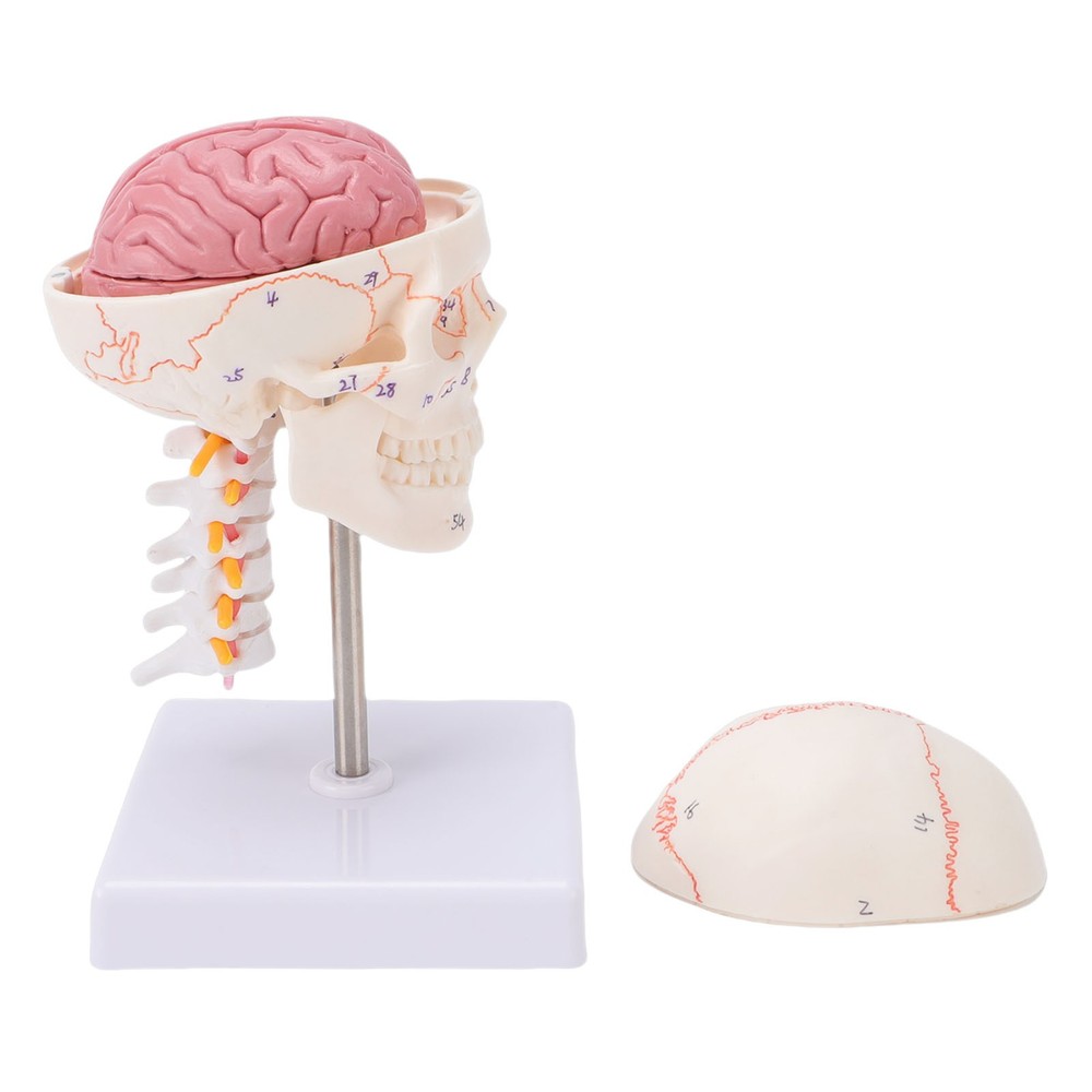 1/2 Skull With Cervical Spine & Brain Teaching Display Model