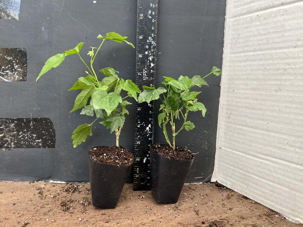 Pink Abutilon Flowering Maple SMALL ROOTED STARTER Plant