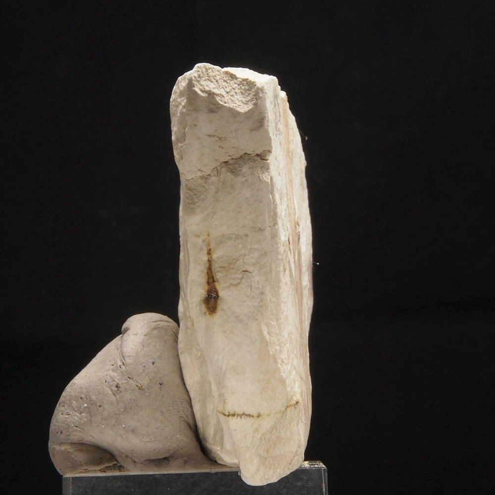 LEAF FOSSIL - Miocene - Erdobenye - HUNGARY 1C405