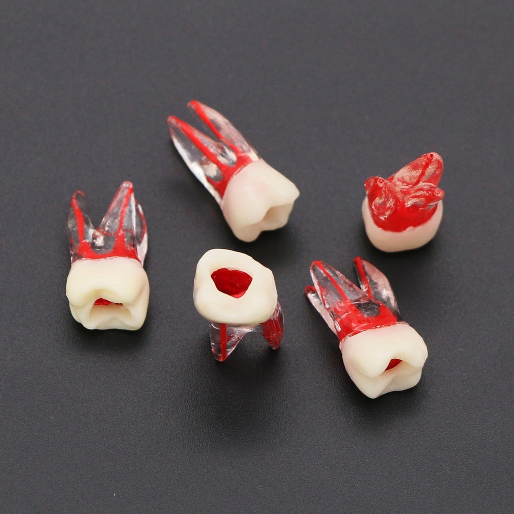 Dental Molar Endo Root Canal Study Model RCT Practice Block Pulp Cavity 1:1 Resi