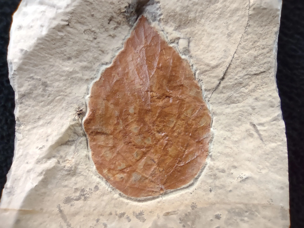 Sometimes It’s a Leaf Fossil, Fort Union Formation, Glendive, MT