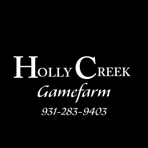 “Hatching Eggs”-for Sale Chicken